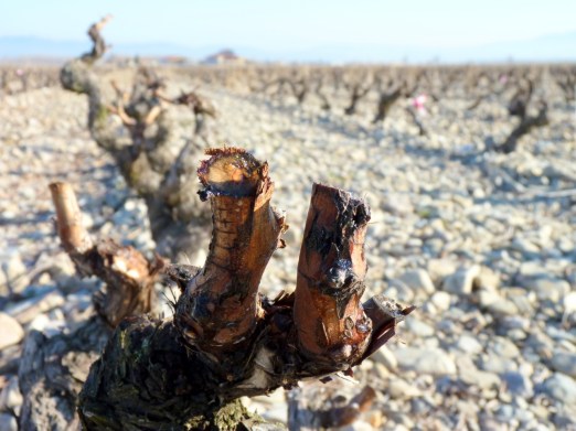 Dormant Bud Crying-  Stage 0