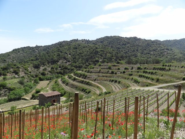 Mas Sinén, Celler Burgos Porta Winery in Poboleda, Priorat