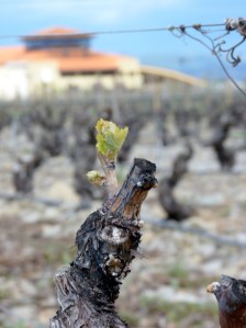 Leaf Emergence- Stage 3