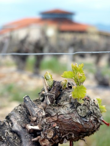 Shoot Growth- Stage 4